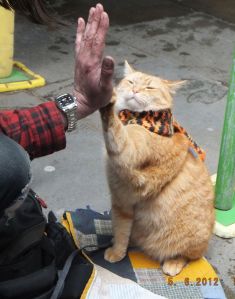 Bob...The Street Cat who along with his owner James, Busked outside the Angel Station. 